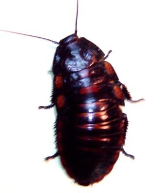 Aeluropoda insignis