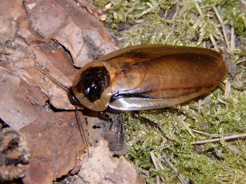 Blaberus atropus groß 50 Stück