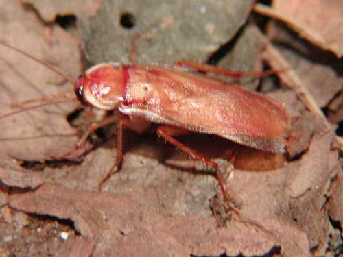 Shelfordella lateralis