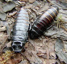 Gromphadorina grandidieri ZA 20 Stück